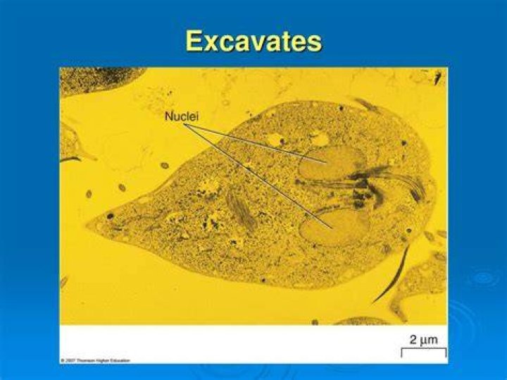 Are excavates with double nuclei and multiple flagella?