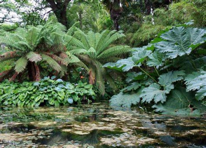 Are gunnera frost hardy?