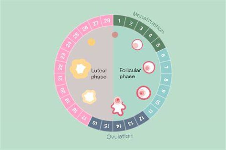 Are luteal phase always the same?