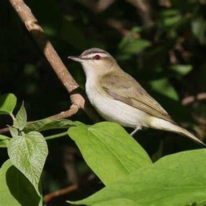 Are red-eyed vireo endangered?
