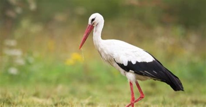 Are storks a real bird?