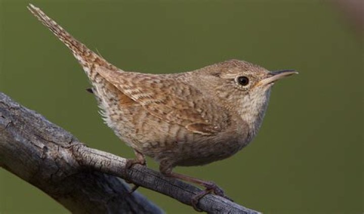 Are wrens good birds?