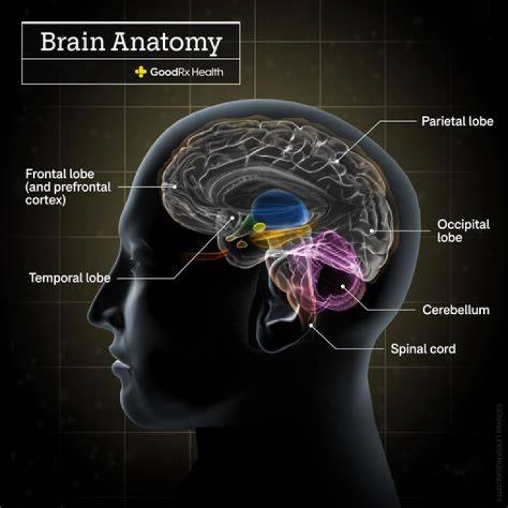 At what age is the prefrontal cortex fully developed?