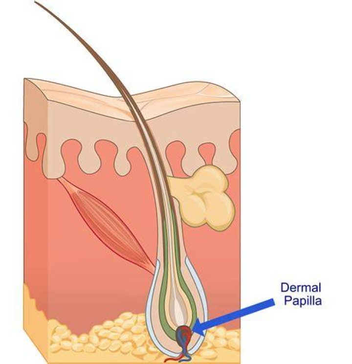 By dermal papilla cells?