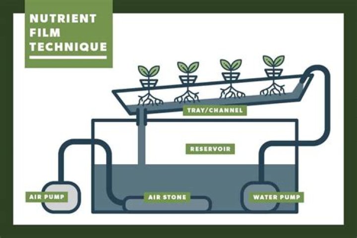 By nutrient film technique?