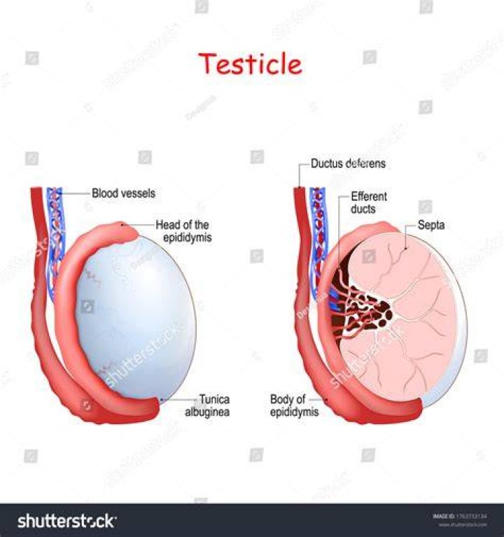 Can a testicle dissolve?