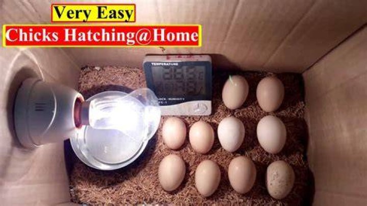 Can i hatch an egg at home?
