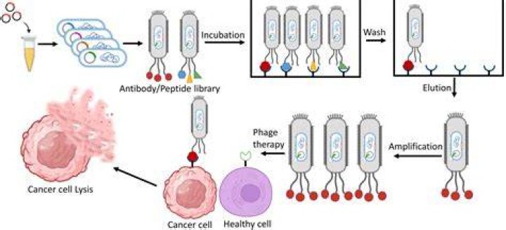 Can phage therapy cure cancer?