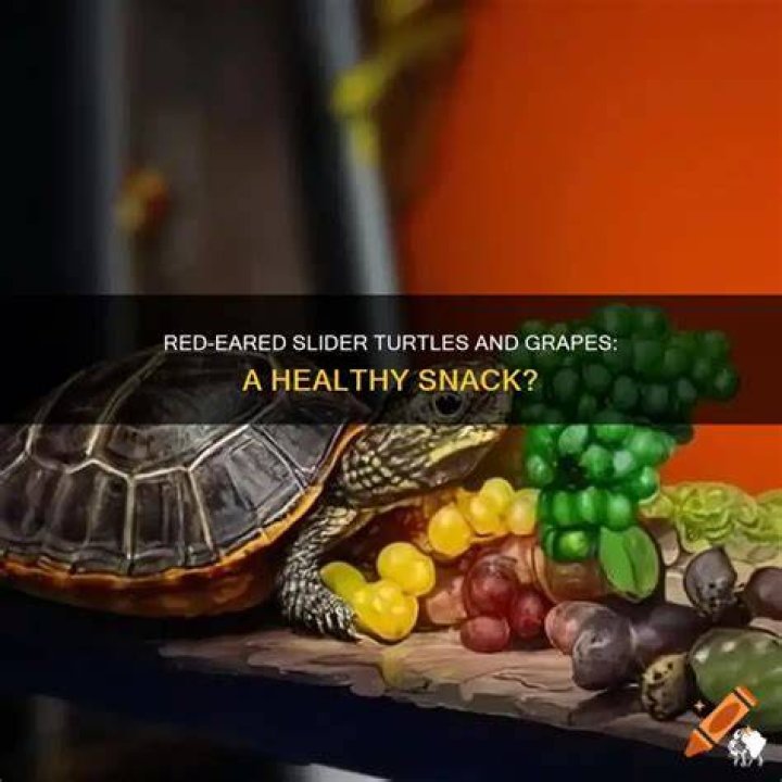 Can red eared sliders eat grapes?