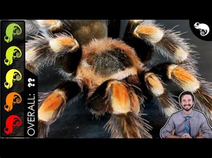 Can you defang a spider?