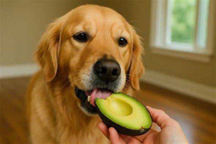 Could dogs eat avocado?
