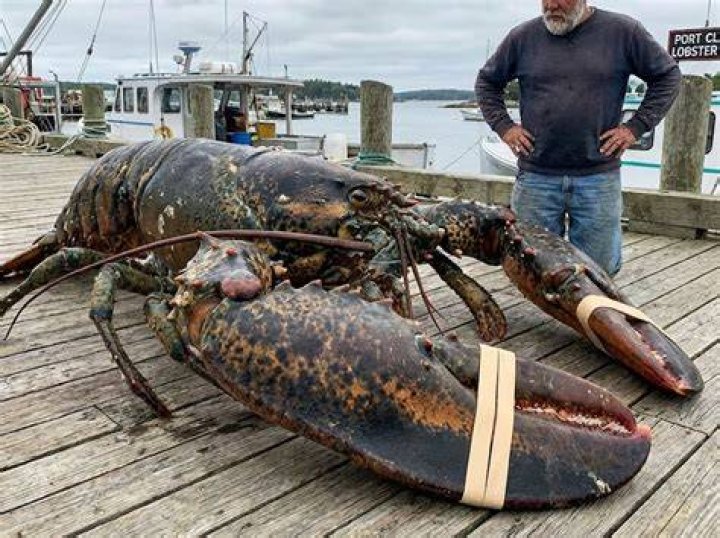 Could lobsters live forever?