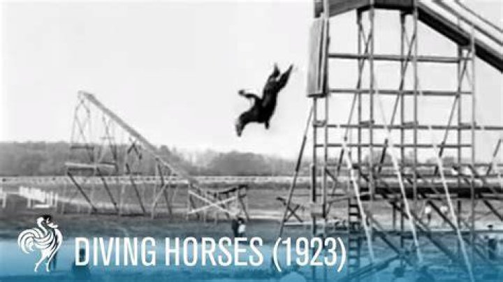 Did horses die in horse diving?