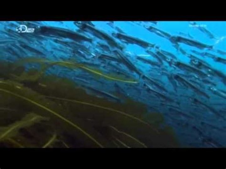 Do capelin lay eggs?