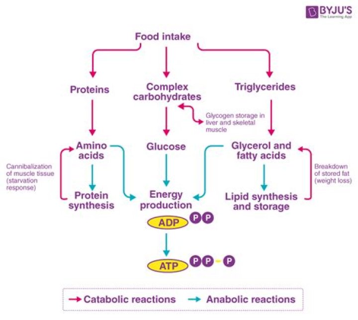 Do catabolic pathways depend on enzymes?