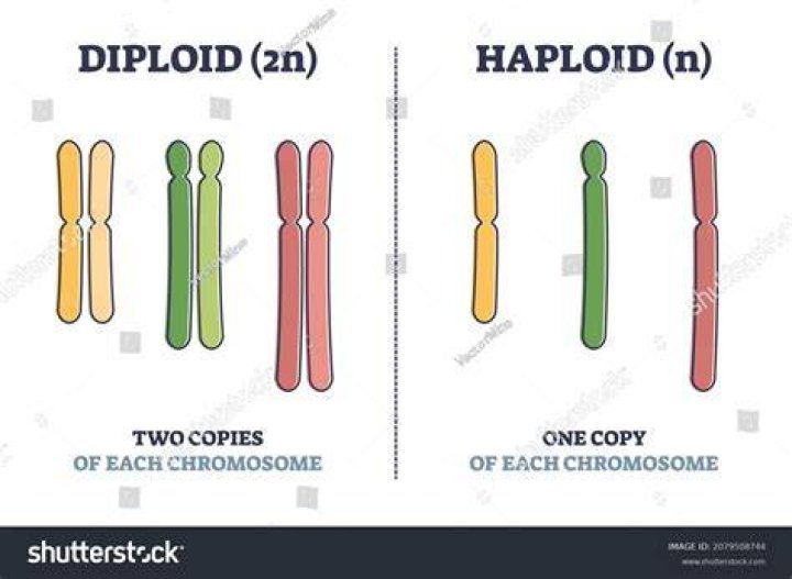 Do diploids contain chromosomes?