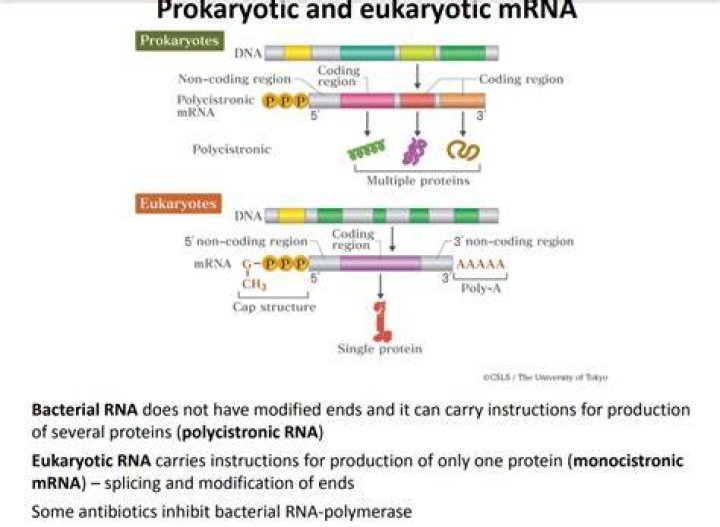 Do eukaryotes have polycistronic mrna?