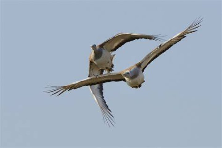 Do great bustards fly?