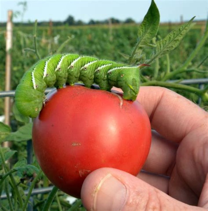 Do hornworms eat tomatoes?