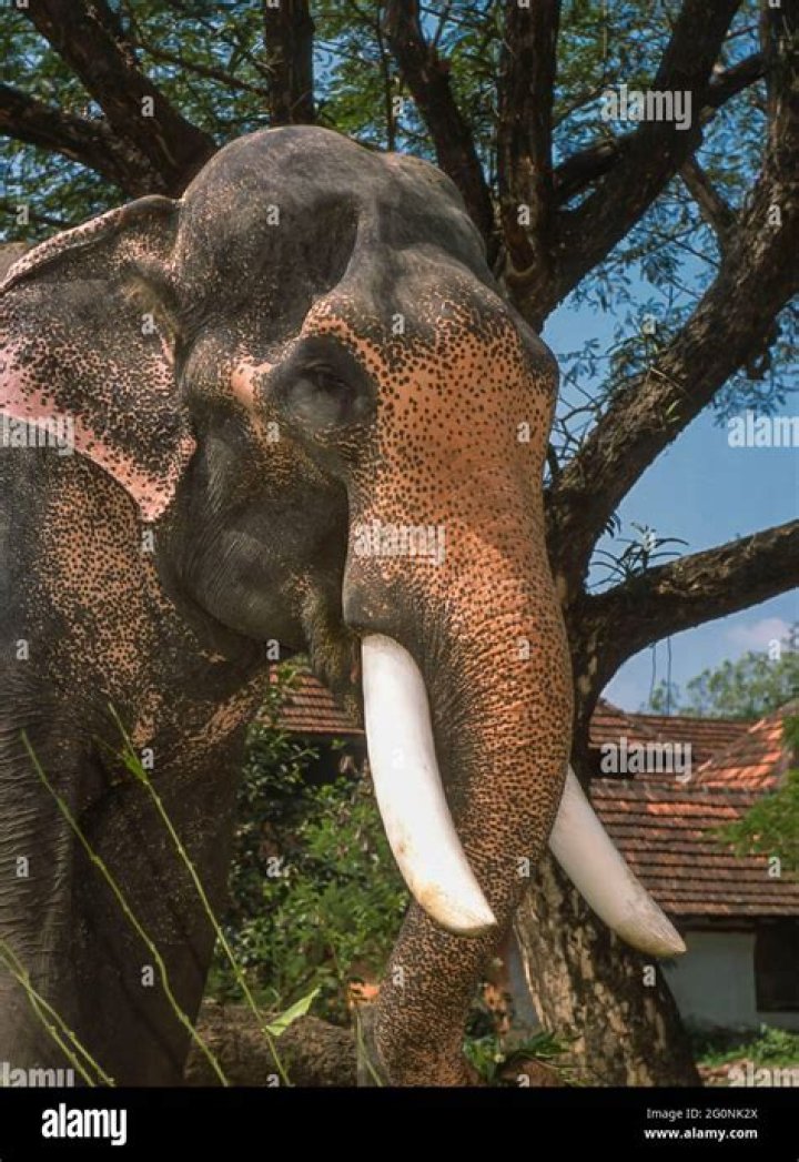 Do indian elephants have tusks?