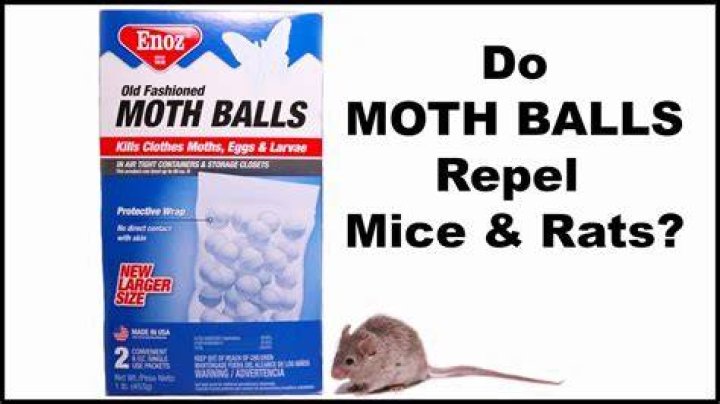 Do mothballs repel mice?