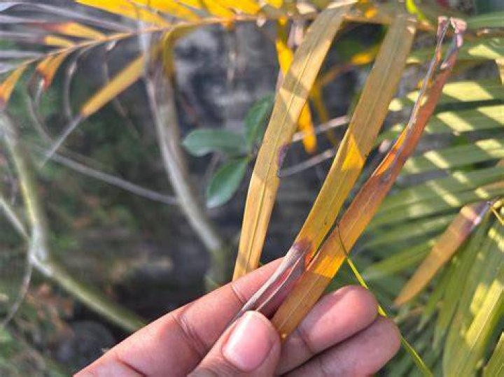 Do palm fronds burn well?