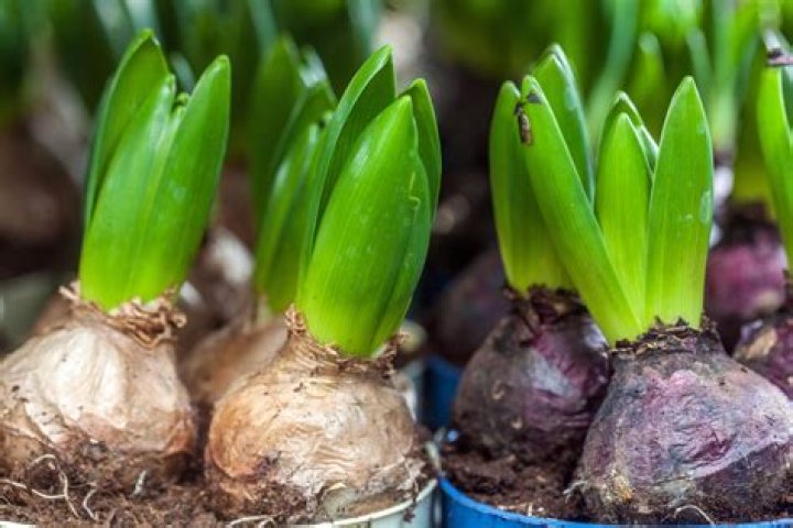 Do you plant hyacinth bulbs?
