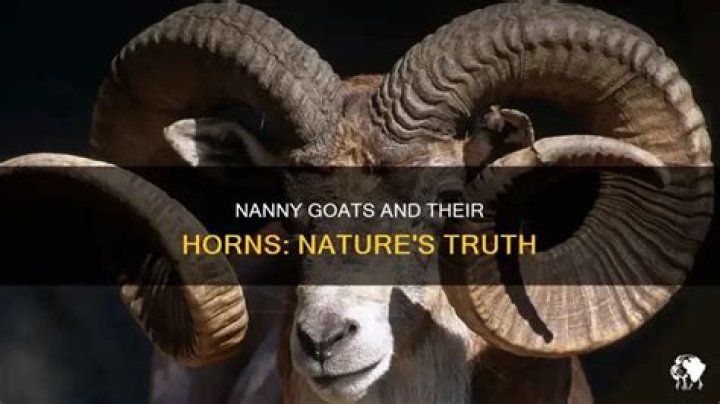 Does a nanny goat have horns?