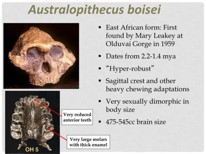 Does australopithecus have sagittal crest?