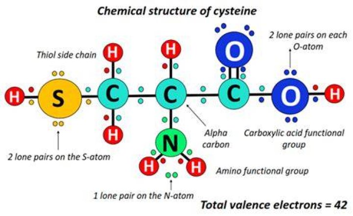 Does cysteine hydrogen bond?