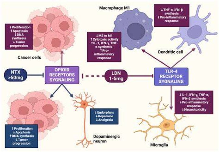 Does naltrexone block cannabinoid receptors?