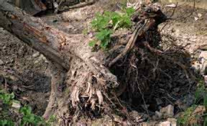 Does the word uproot mean?