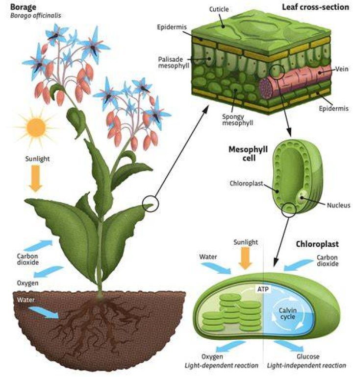 During photosynthesis green plants build up?