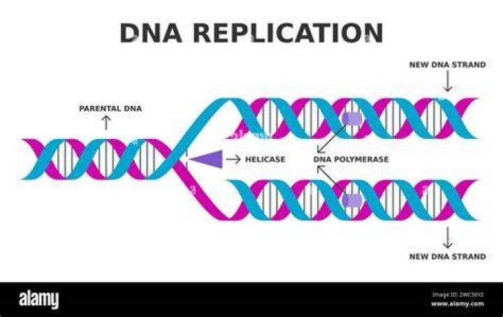 During which occasion with dna replication occur?