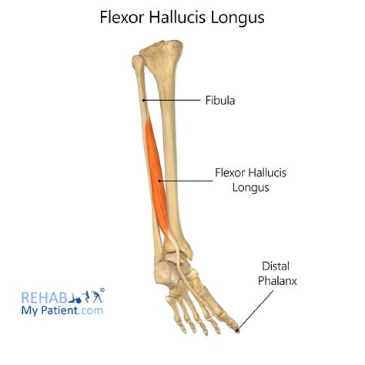 For flexor hallucis longus?