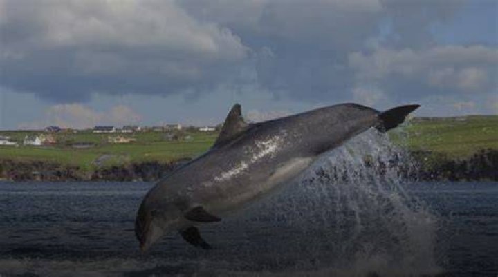 Has dingle dolphin still alive?
