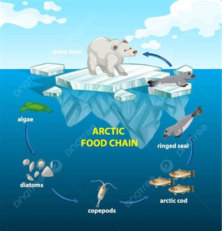 How diatoms obtain food?