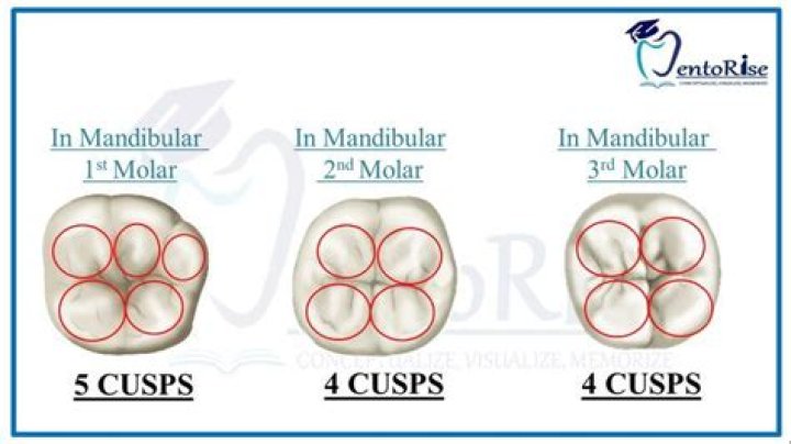 How do cusps work?