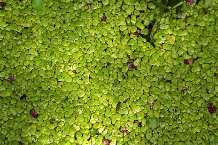 How does duckweed spread?