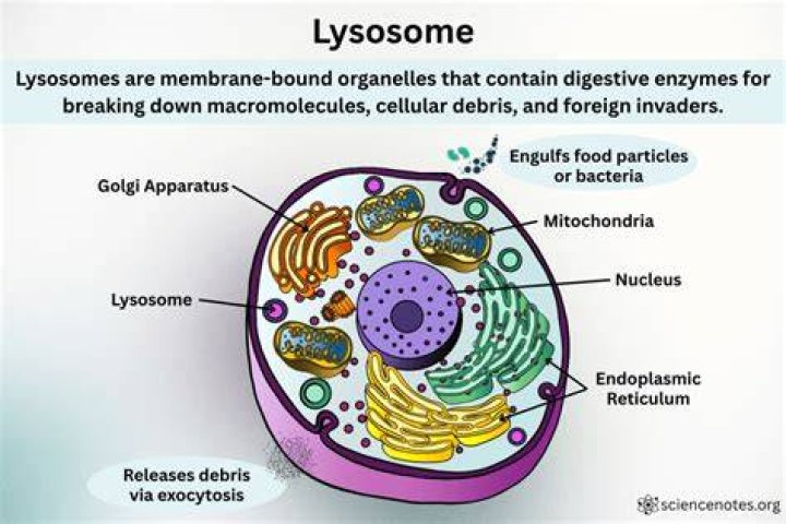 How lysosomes work with other organelles?