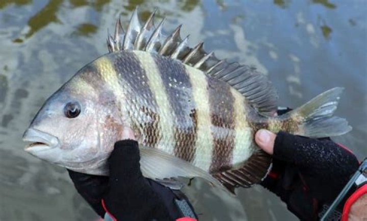 How many sheepshead can you keep?