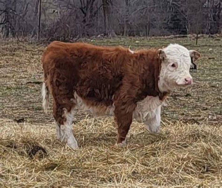 How much do miniature herefords cost?
