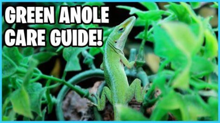 How to take care of a green lizard?