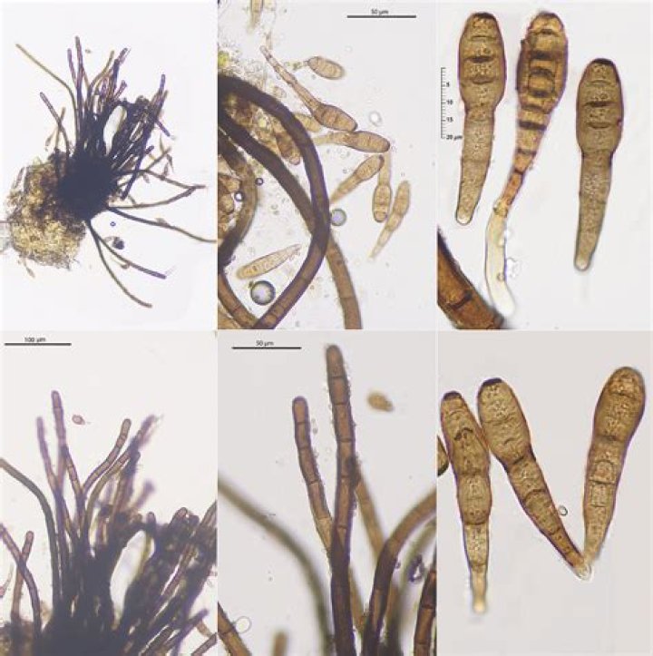 How to treat helminthosporium?