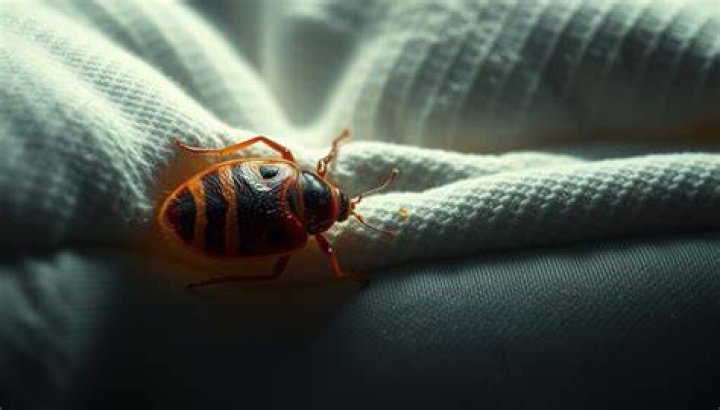 How transferable are bed bugs?