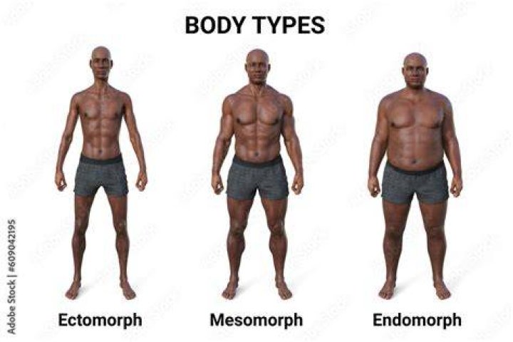In body build what is ectomorph?