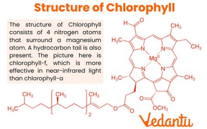 In chlorophyll central atom?
