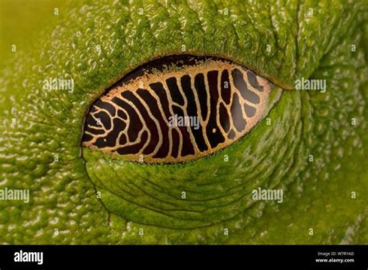 In frog eyelids are?