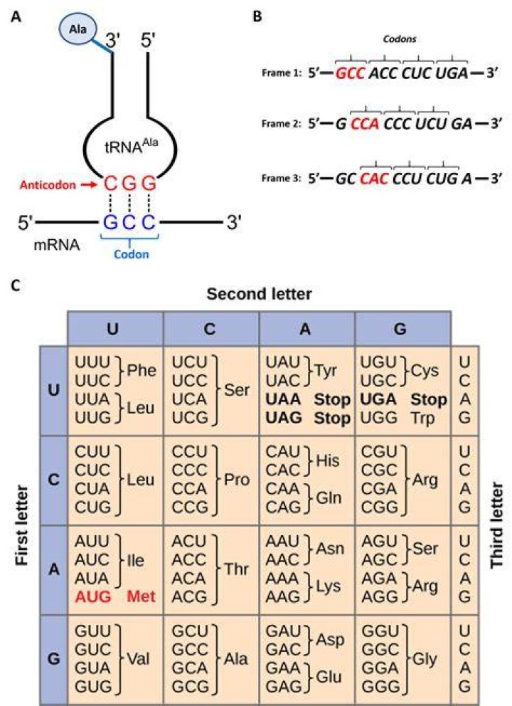 In mrna each codon specifies a particular?