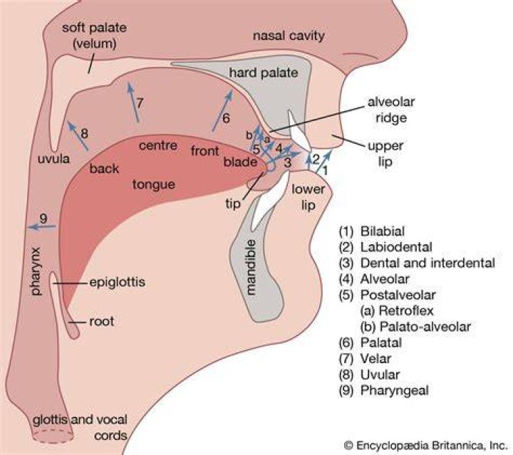 In phonetics articulatory system lies in?